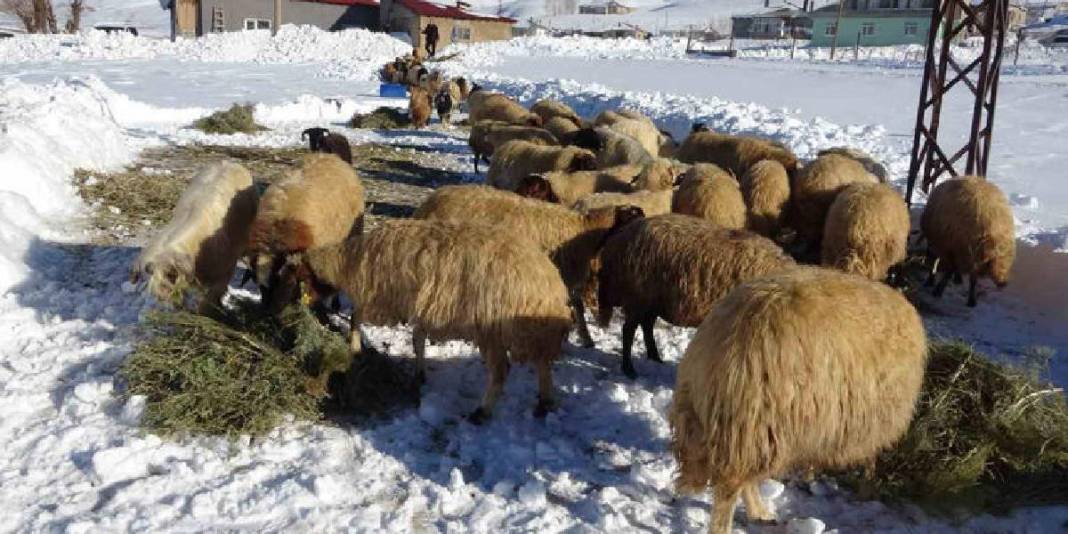 Yazın tedbir alındı zorlu mesai başladı! Burada kış sert emek daha da sert: Besiciler soğuğa meydan okuyor 4